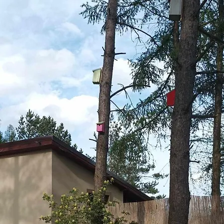 Zielenina Mierzeszyn