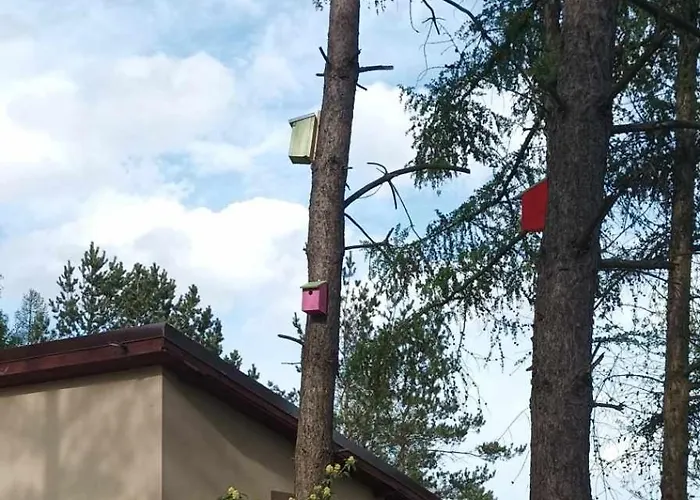 Zielenina Mierzeszyn